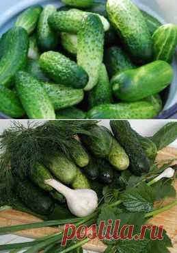 Огурец хрустящий - делаем вкусные заготовки на зиму | Я СЕЛЯНОЧКА