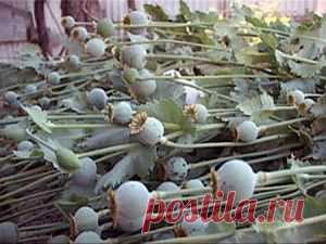 Нирвана для наркомана : И поэтому все что могут наркологи сегодня — только подсчитывать растущую статистику...