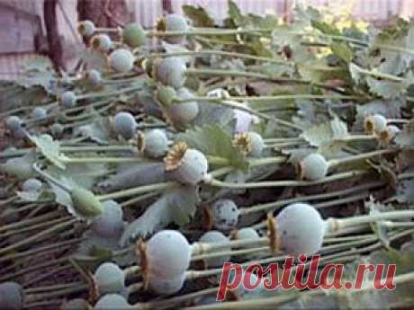 Нирвана для наркомана : И поэтому все что могут наркологи сегодня — только подсчитывать растущую статистику...