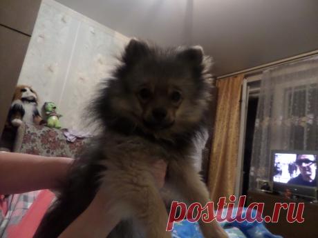 2хмесячный Мишка-шерстяное чудо