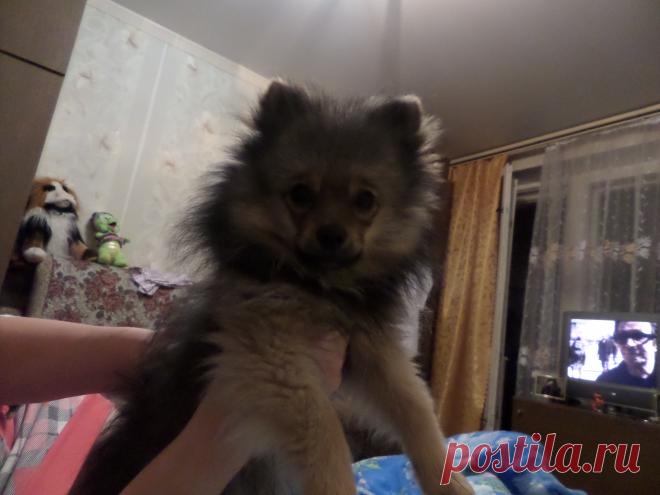 2хмесячный Мишка-шерстяное чудо