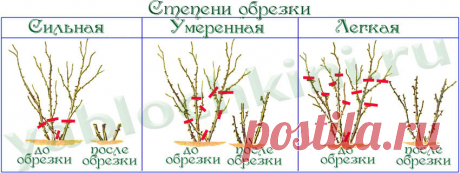Формирование и обрезка роз |