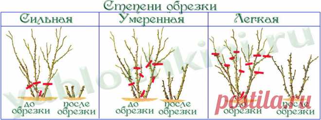 Формирование и обрезка роз |