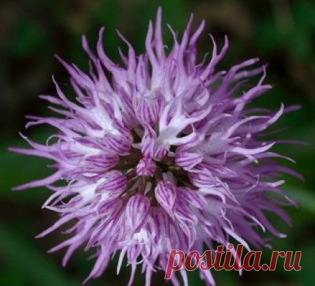 Ятрышник Итальянский (Orchis Italica) — довольно редкое, охраняемое итальянскими законами и пуританскими нравами, многолетнее растение. 
Второе его название — Naked man Orchid, что в переводе со старорумынского означает "Орхидея–голый–мужчина".