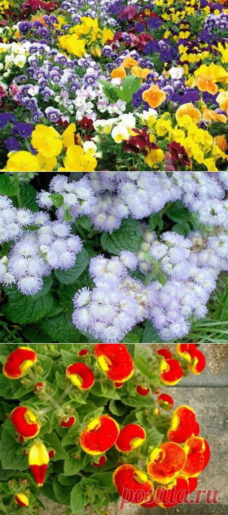 Низкорослые цветы для клумб - дизайнерские решения