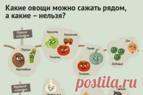 Порядок на грядках: какие растения несовместимы друг с другом. Инфографика | Памятка | ИНФОГРАФИКА | АиФ Краснодар