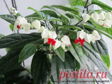 КЛЕРОДЕНДРУМ ИЛИ ВОЛКАМЕРИЯ (CLERODENDRUM)
