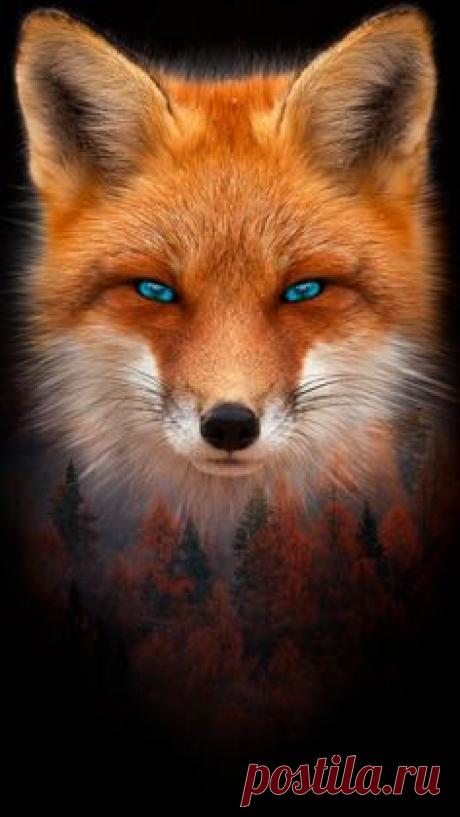 (91) Pinterest