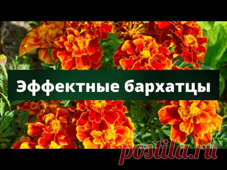 ЯРКОЕ УКРАШЕНИЕ ДЛЯ ВАШЕГО САДА | Обзор семян бархатцев