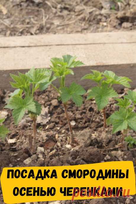 посадка смородины осенью черенками