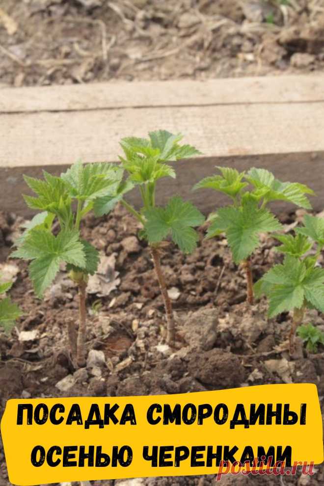 посадка смородины осенью черенками