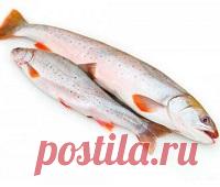 Голец: что за рыба, состав, калорийность, норма в день, польза Голец: что за рыба, где водится, описание, состав, калорийность, норма в день. Голец: польза и вред. Чем полезен голец для женщин, при беременности, для детей и пожилых людей. Как выбрать и как приготовить. Фото. Видео.
