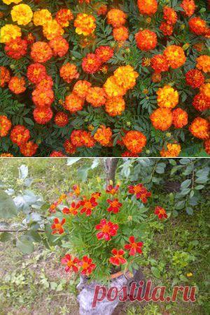 Неприхотливые цветы. Бархатцы | Для дачников.ру