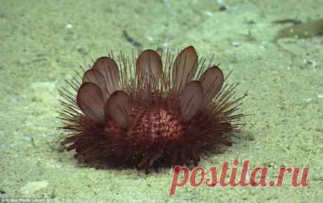 20 самых странных и необычных животных нашей планеты, которых вы точно не видели - Блинный еж