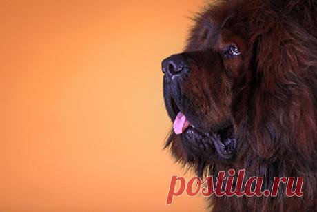 Самые дорогостоящие породы собак — Домашние заботы