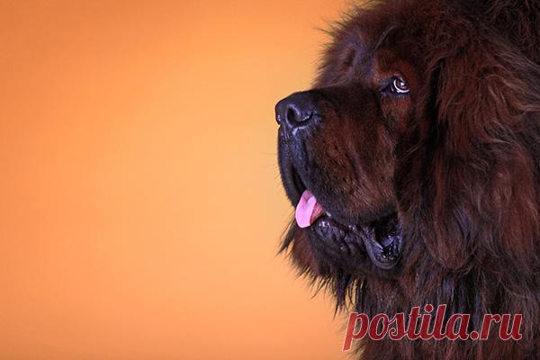 Самые дорогостоящие породы собак — Домашние заботы