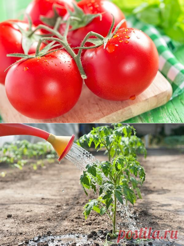 7 маленьких секретов выращивания вкусных помидоров.