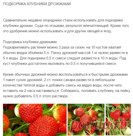 Подкормка клубники дрожжами
