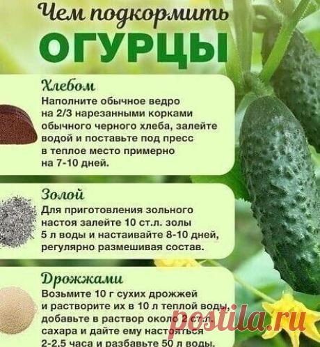 Чем подкормить огурцы во время плодоношения?