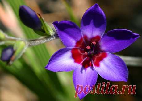 Бабиана - цветок бабуинов - Садоводка