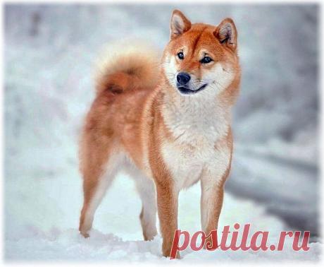 Сиба-ину (Шиба ину) фото, описание породы, отзывы, характер, болезни и питание, видео