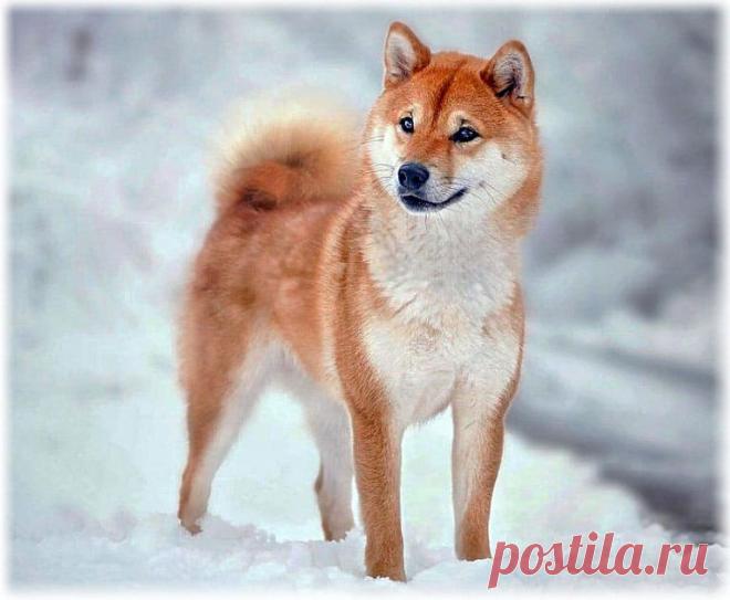Сиба-ину (Шиба ину) фото, описание породы, отзывы, характер, болезни и питание, видео