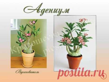 Адениум из бисера