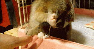 Animal Lovers – Google+
