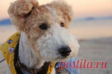 Порода собак фокстерьер