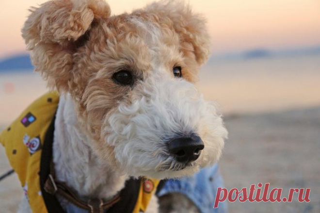 Порода собак фокстерьер