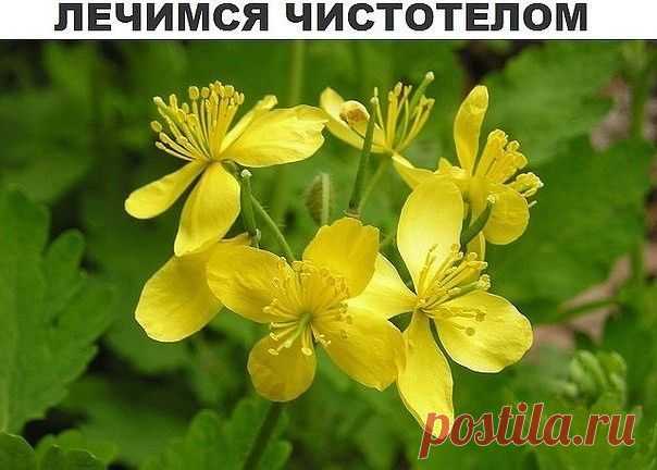 ЛЕЧИМСЯ ЧИСТОТЕЛОМ | Блог сайта Muza.Name