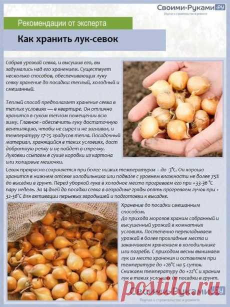 Как хранить лук-севок