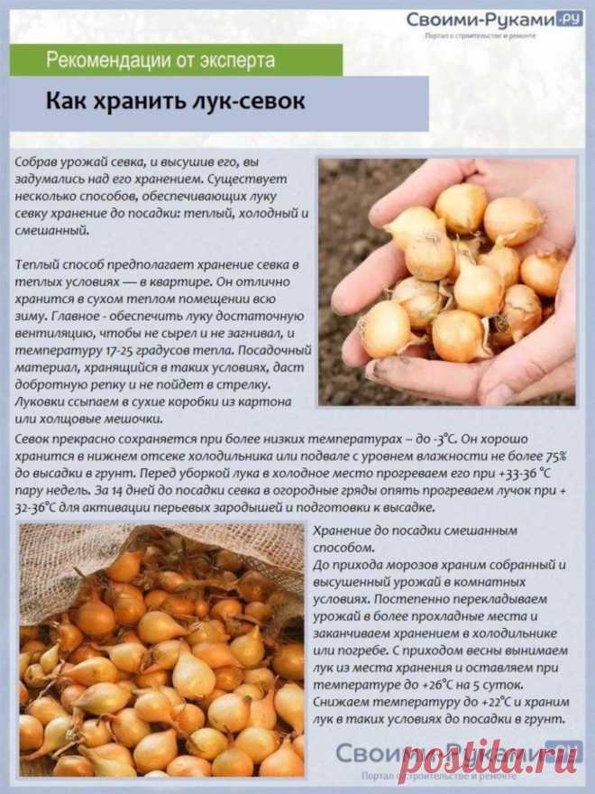 Как хранить лук-севок
