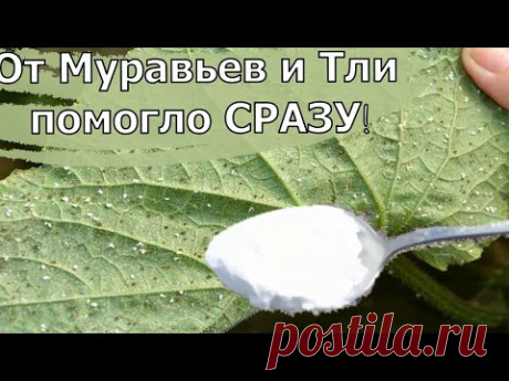 ЗА 1 РАЗ ИЗБАВИЛАСЬ ОТ МУРАВЬЕВ и ТЛИ  НАВСЕГДА! Я В ШОКЕ, ЭТОТ СПОСОБ РАБОТАЕТ