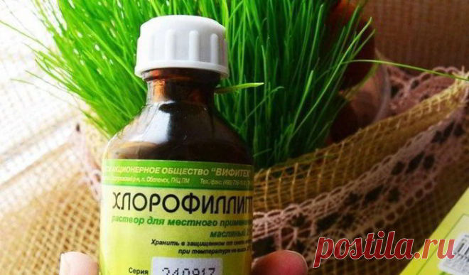 «Хлорофиллипт»: цена вопроса — копейки! 15 проверенных временем рецептов — Мир интересного