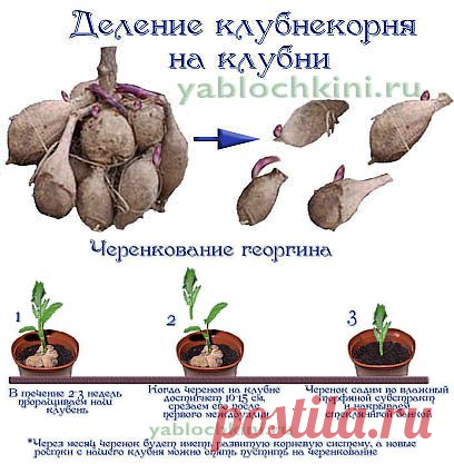 Как правильно вырастить георгины | САМЫЙ КЛАССНЫЙ САЙТ 
ТУТ МОЖНО НАЙТИ ВСЁ!!!!