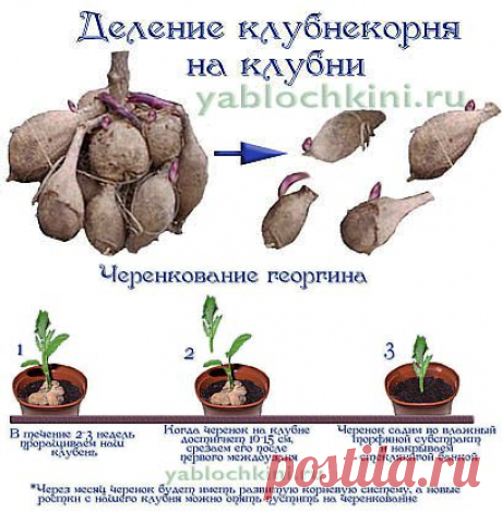 Как правильно вырастить георгины | САМЫЙ КЛАССНЫЙ САЙТ 
ТУТ МОЖНО НАЙТИ ВСЁ!!!!