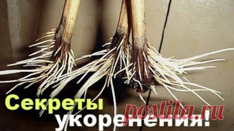 8 секретов укоренения черенков! Как укоренить черенок?