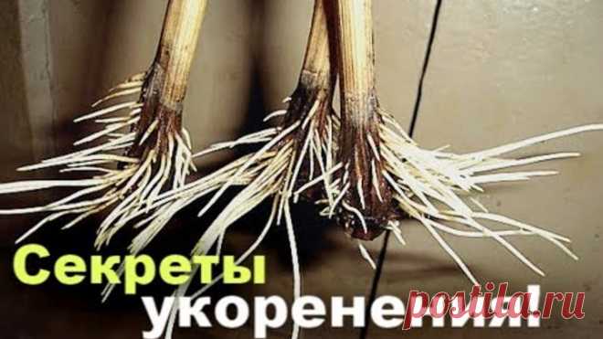 8 секретов укоренения черенков! Как укоренить черенок?