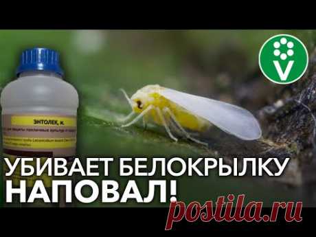 БЕЗОПАСНЫЙ И ОЧЕНЬ ЭФФЕКТИВНЫЙ СПОСОБ БОРЬБЫ С БЕЛОКРЫЛКОЙ И ПАУТИННЫМ КЛЕЩОМ! - YouTube  Энтолек