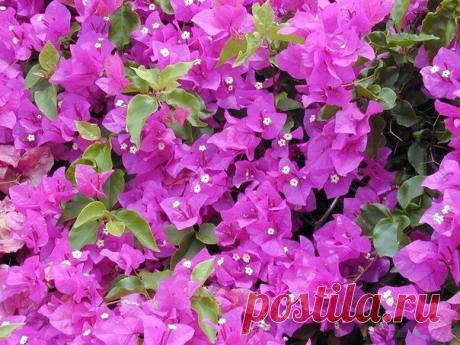 Бугенвиллия – южная гостья с яркими цветами

Бугенвиллия – необычная, очень живописная лиана.
Cвое название она получила в честь мореплавателя л. Бугенвиля, который в 1768 году отправился в экспедицию на поиски новых земель для Франции. К сожалению, зимовать в России эта чудесная лиана в открытом грунте не может. Зато легко уживается в комнатных условиях. Причем ухаживать за ней проще, чем это может показаться с первого взгляда.

Цветение этой лианы продолжается с апреля п...