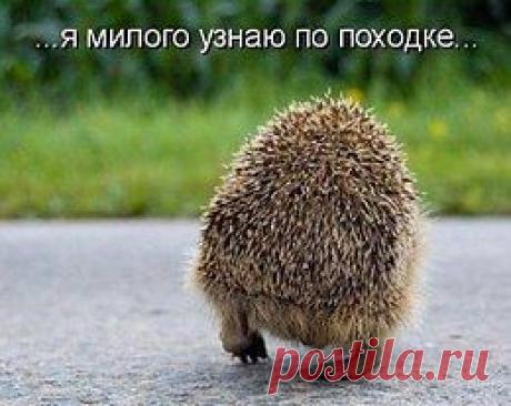 юмор для всей семьи