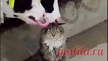 Пришёл на утренние процедуры 😊