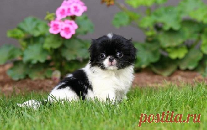 Японский хин (64 фото): описание породы и характер собак, характеристики щенков спаниеля, плюсы и минусы, отзывы владельцев