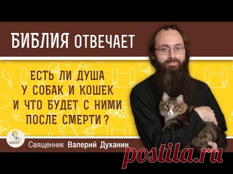 Есть ли душа у собак и кошек и что будет с ними после смерти ? Священник Валерий Духанин. Библия