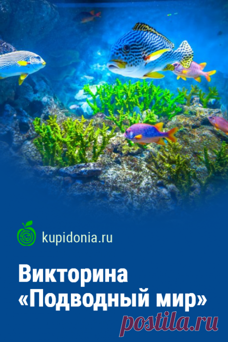 Викторина «Подводный мир». Интересный развлекательный тест о подводном мире из серий «Обитатели морей и океанов» и «В мире животных». Пройдите тест на сайте и проверьте свои знания!