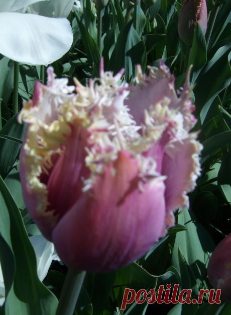 ТЮЛЬПАНЫ В ПАРКЕ КЮКЕНХОФ (KEUKENHOF)  В  ГОЛЛАНДИИ.