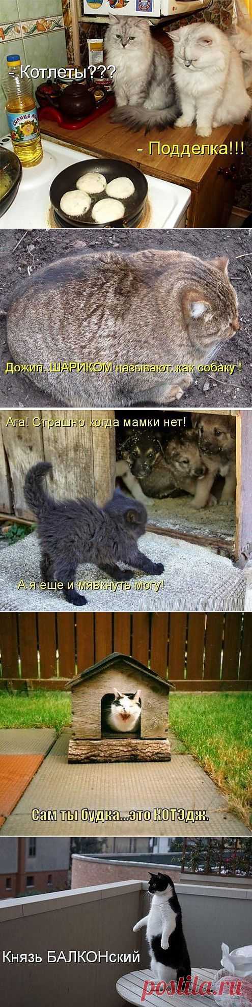 Демотиваторы с котами и кошками - подборка 2014.