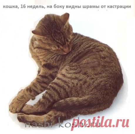 Развитие и вес котят по дням, неделям и месяцам | Все о кошках