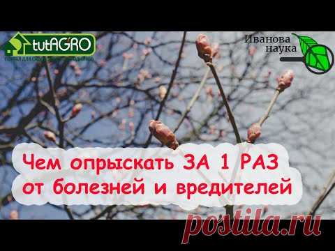 УНИКАЛЬНЫЙ РЕЦЕПТ XIX ВЕКА ДЛЯ ВЕСЕННЕЙ ОБРАБОТКИ САДА, БОРЬБЫ С ГНИЛЬЮ, ПЕРОНОСПОРОЗОМ и ФИТОФТОРОЙ